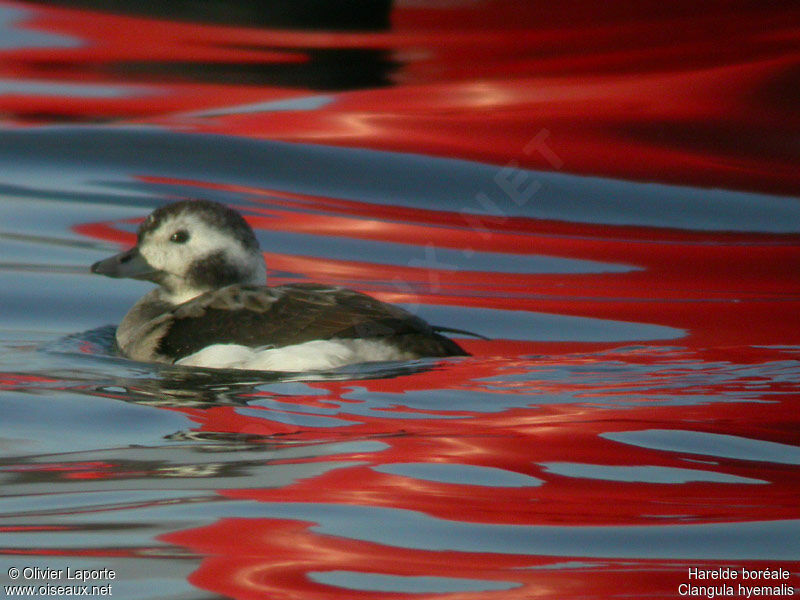 Long-tailed Duck female adult post breeding, identification