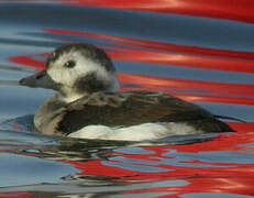 Long-tailed Duck