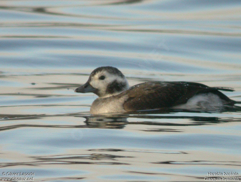 Long-tailed Duck female adult post breeding, identification