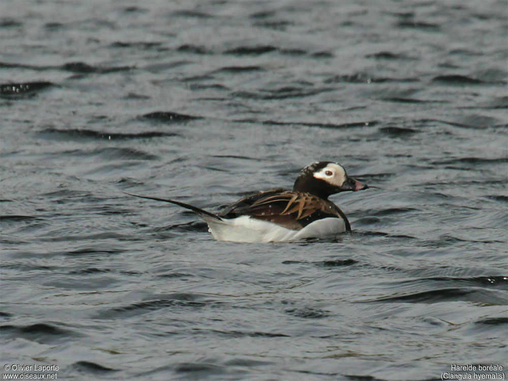 Long-tailed Duck male