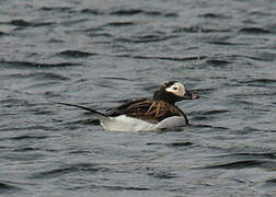 Long-tailed Duck