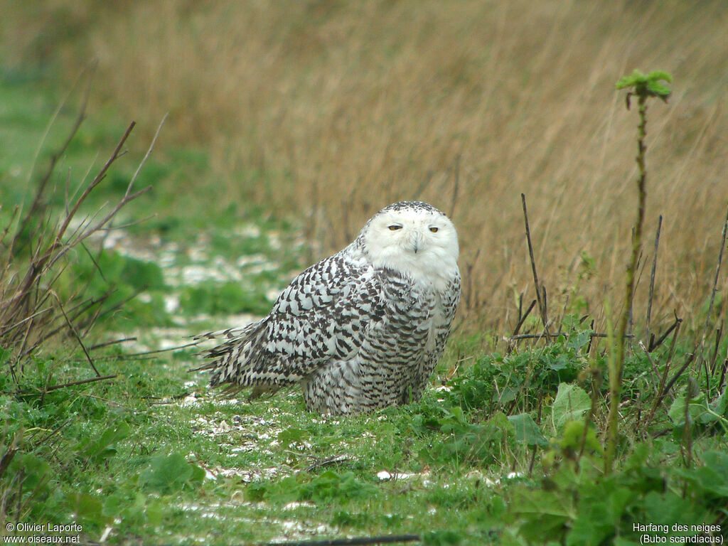 Harfang des neiges femelle immature