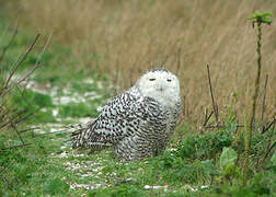 Snowy Owl