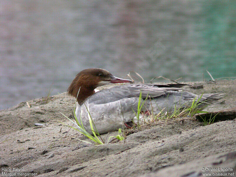 Common Merganser female, Reproduction-nesting