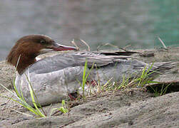 Common Merganser