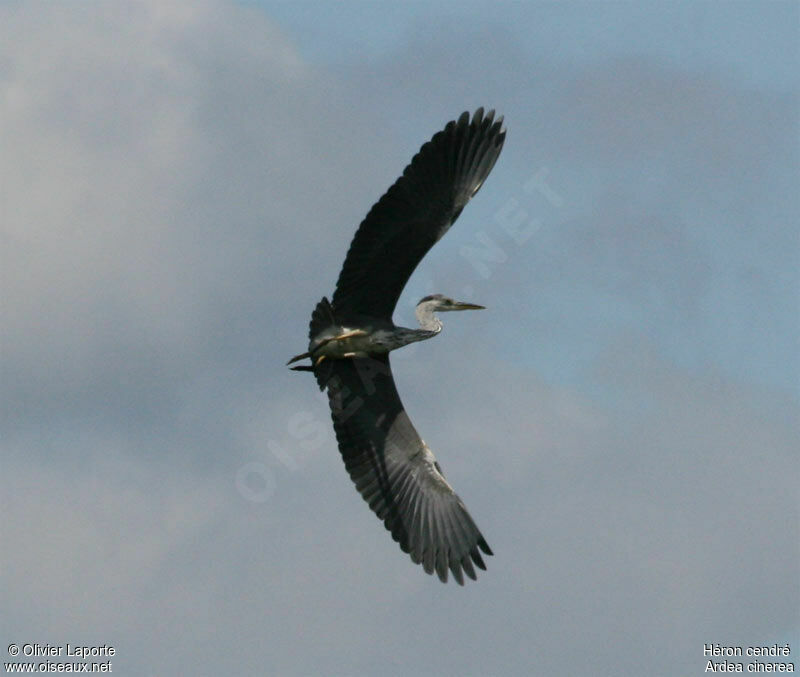 Grey Heron