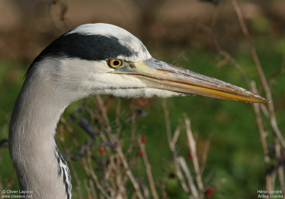 Grey Heron