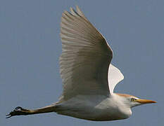 Western Cattle Egret