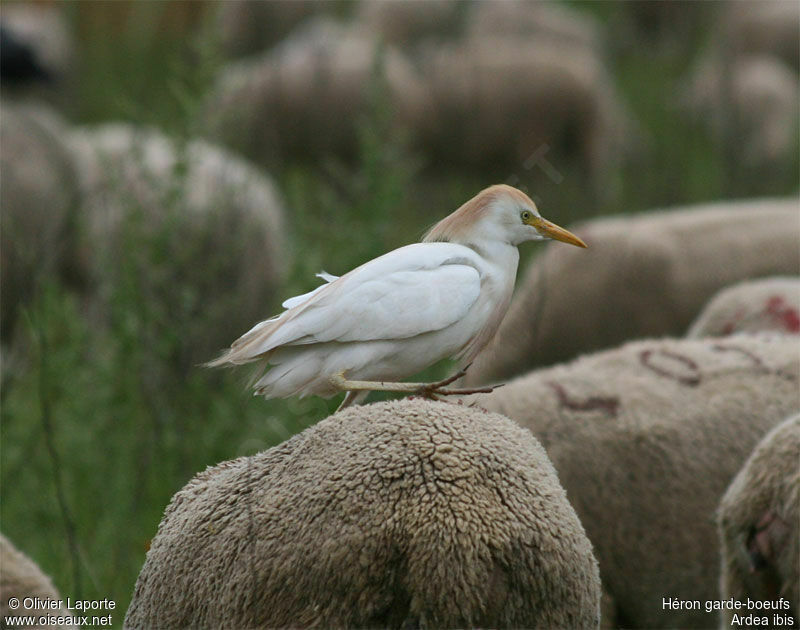 Western Cattle Egret