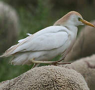 Western Cattle Egret