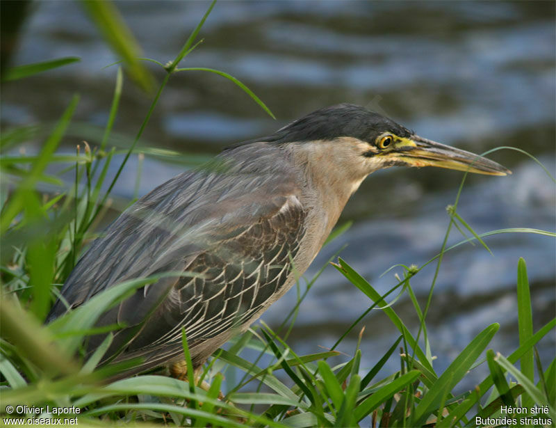 Striated Heron