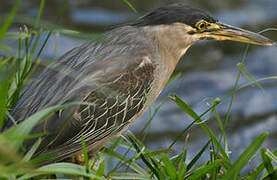 Striated Heron