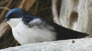 Blue-and-white Swallow