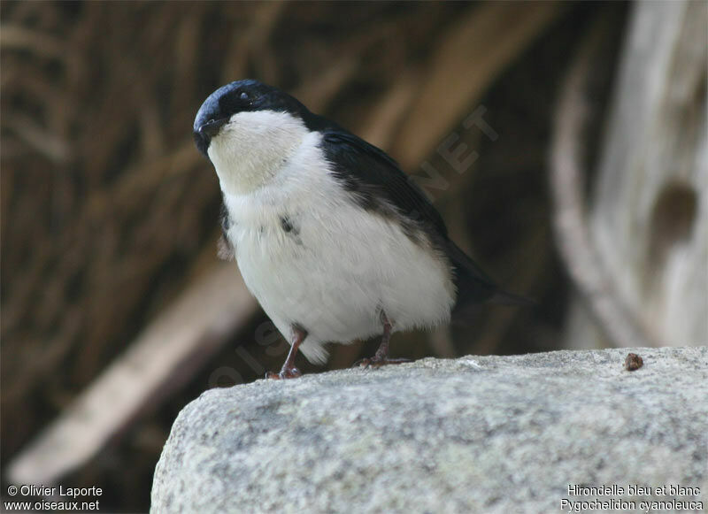 Blue-and-white Swallow