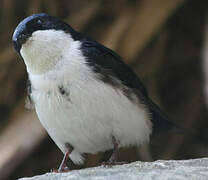 Blue-and-white Swallow