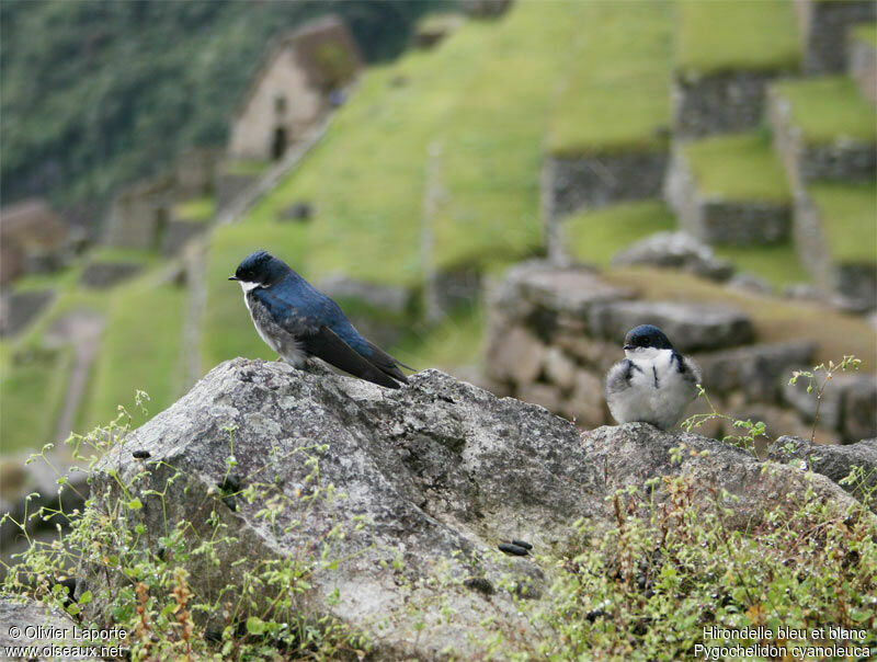 Blue-and-white Swallow