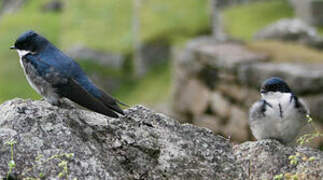 Blue-and-white Swallow