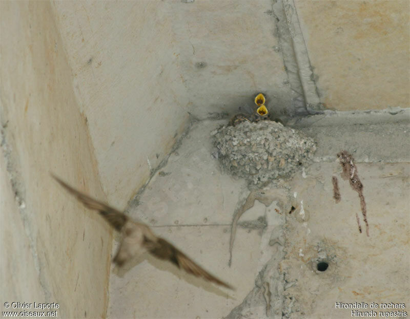 Eurasian Crag Martin