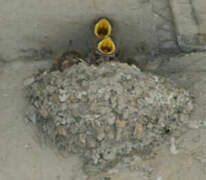 Eurasian Crag Martin