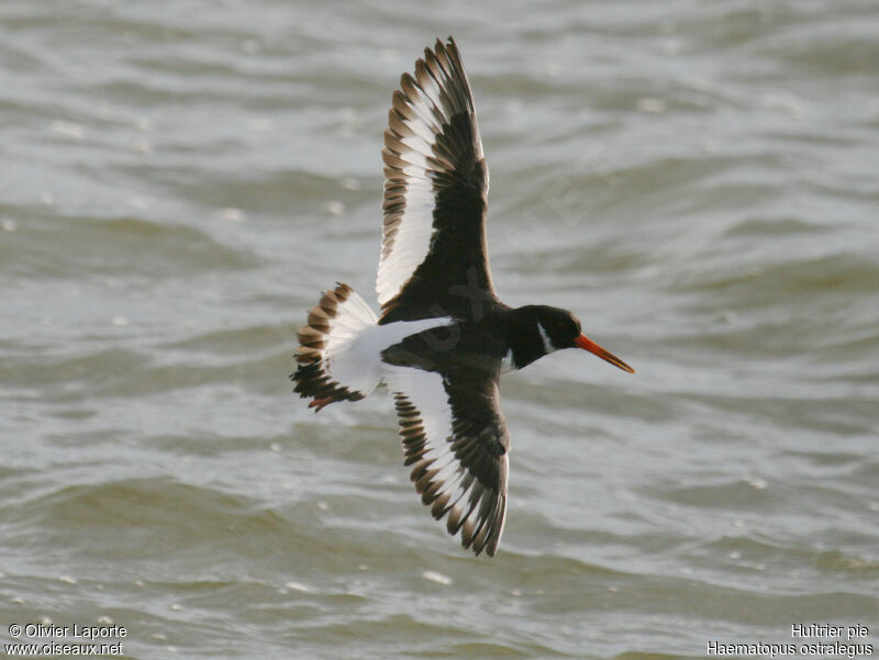 Eurasian Oystercatcher, Flight