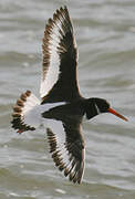 Eurasian Oystercatcher