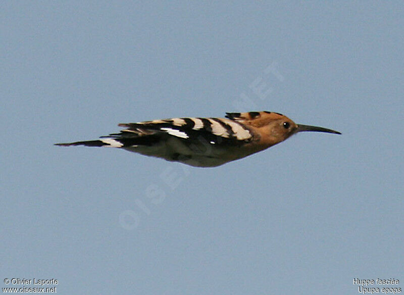 Eurasian Hoopoe, Flight