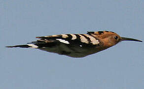 Eurasian Hoopoe