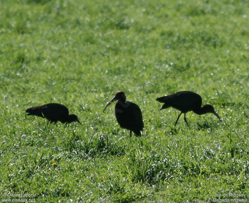 Puna Ibis