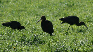 Puna Ibis