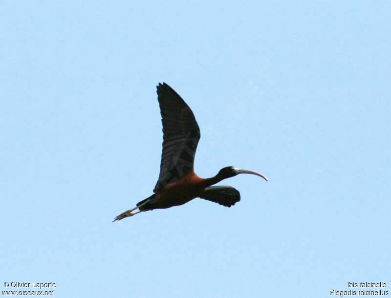 Glossy Ibis