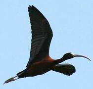 Ibis falcinelle