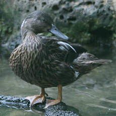 Canard de Meller