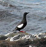 Guillemot à miroir