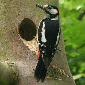 Pic épeiche - Dendrocopos major