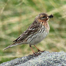 Pipit à gorge rousse