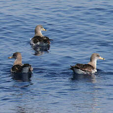 Puffin de Scopoli