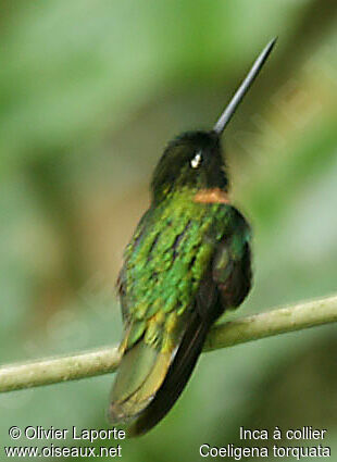 Collared Inca