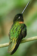 Collared Inca