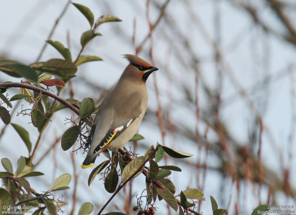 Bohemian Waxwing