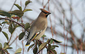 Bohemian Waxwing