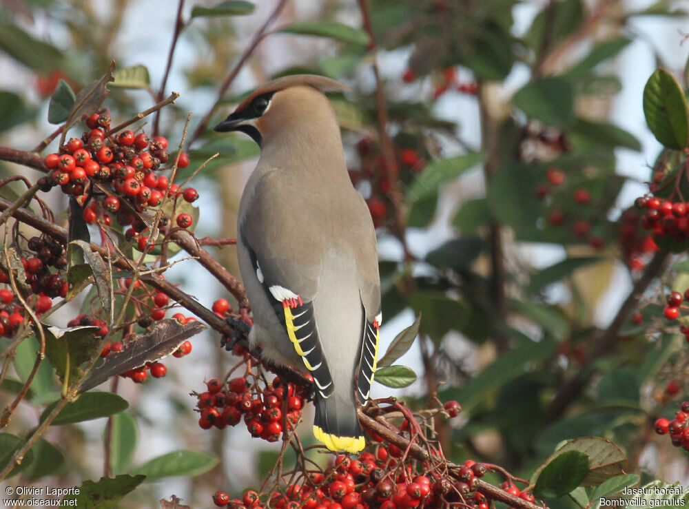 Bohemian Waxwing, identification