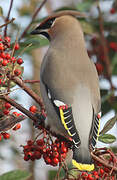 Bohemian Waxwing