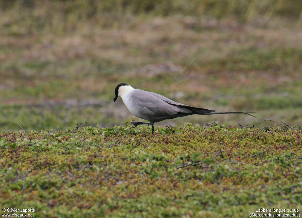 Labbe à longue queueadulte, habitat, pigmentation