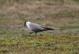 Long-tailed Jaeger