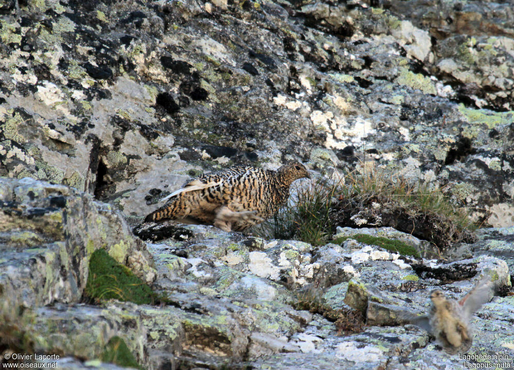 Rock Ptarmigan