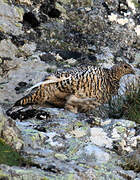 Rock Ptarmigan