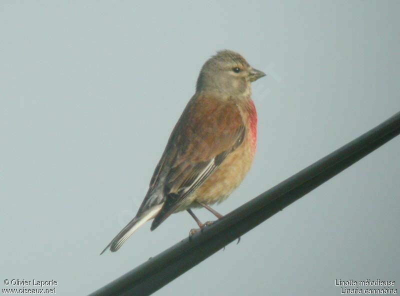 Common Linnet male adult breeding