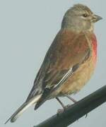 Common Linnet