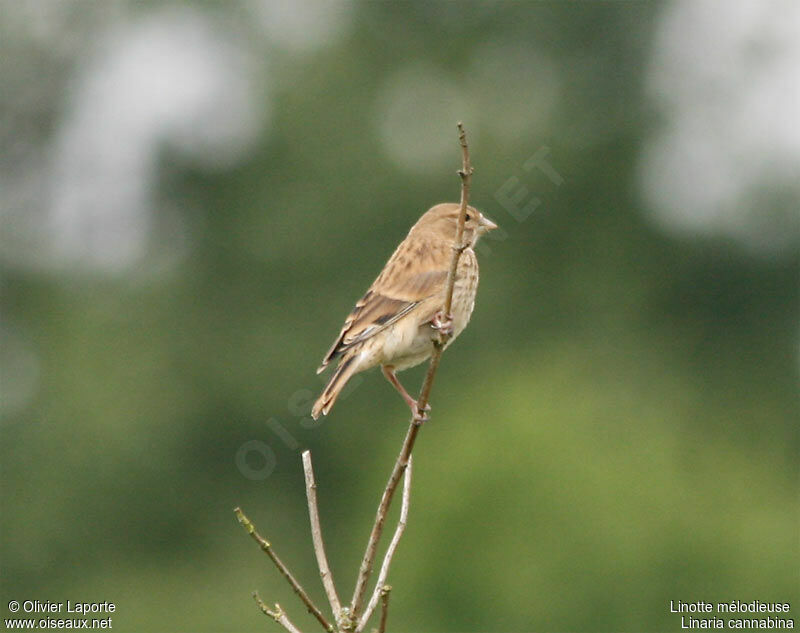 Common Linnetjuvenile