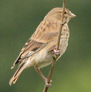 Common Linnet